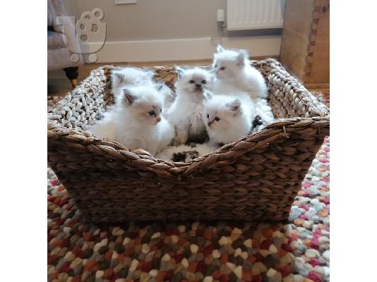 Γατάκια Ragdoll